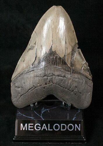 Heavy Megalodon Tooth With Serrations #16397